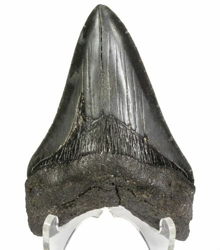 Fossil Megalodon Tooth - Georgia #64549